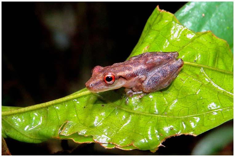 madidi-bolivia-batracio-rana
