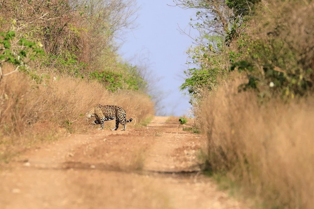 PARQUE NACIONAL KAA IYA 3 DÍAS