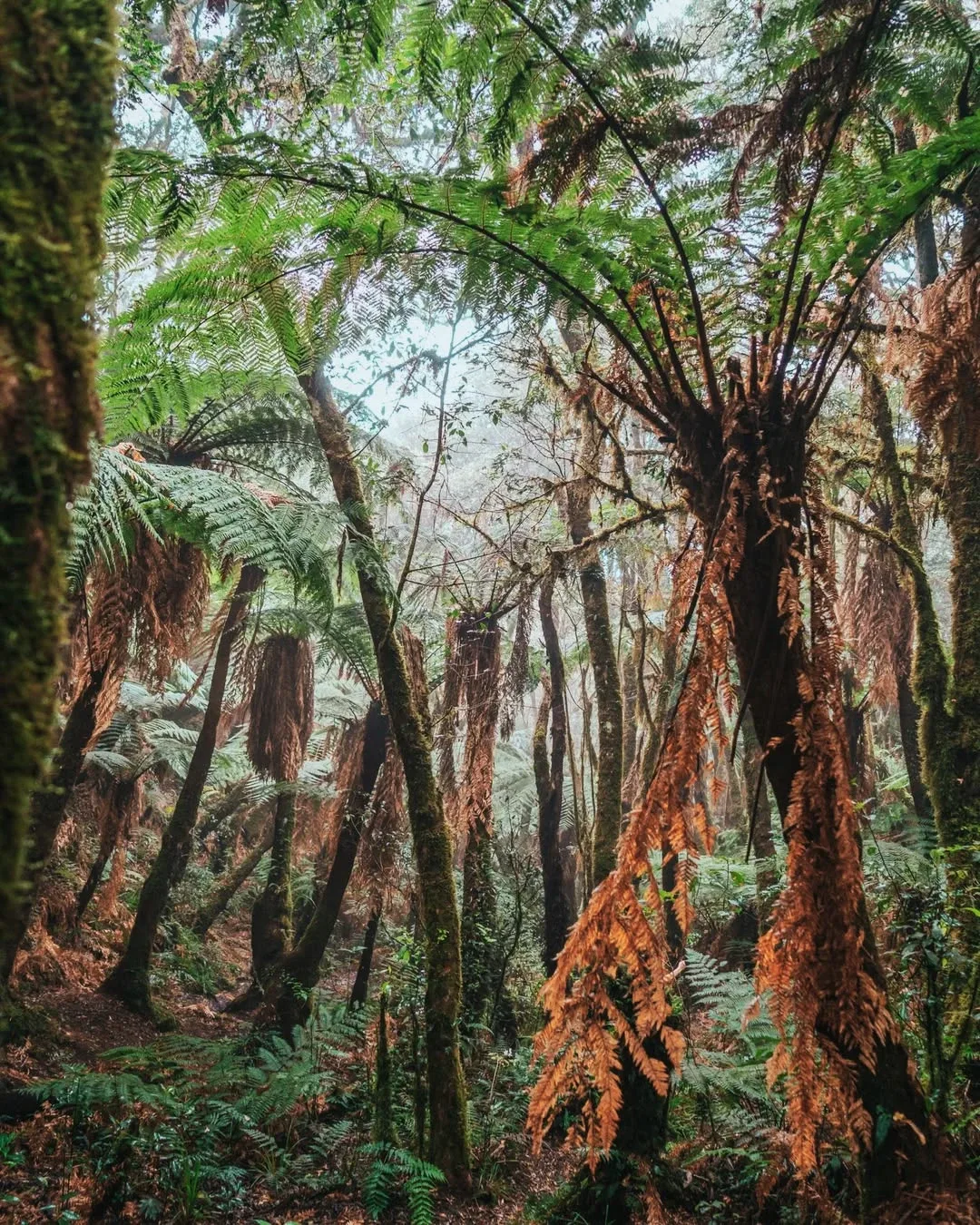 TOUR BOSQUE DE HELECHOS