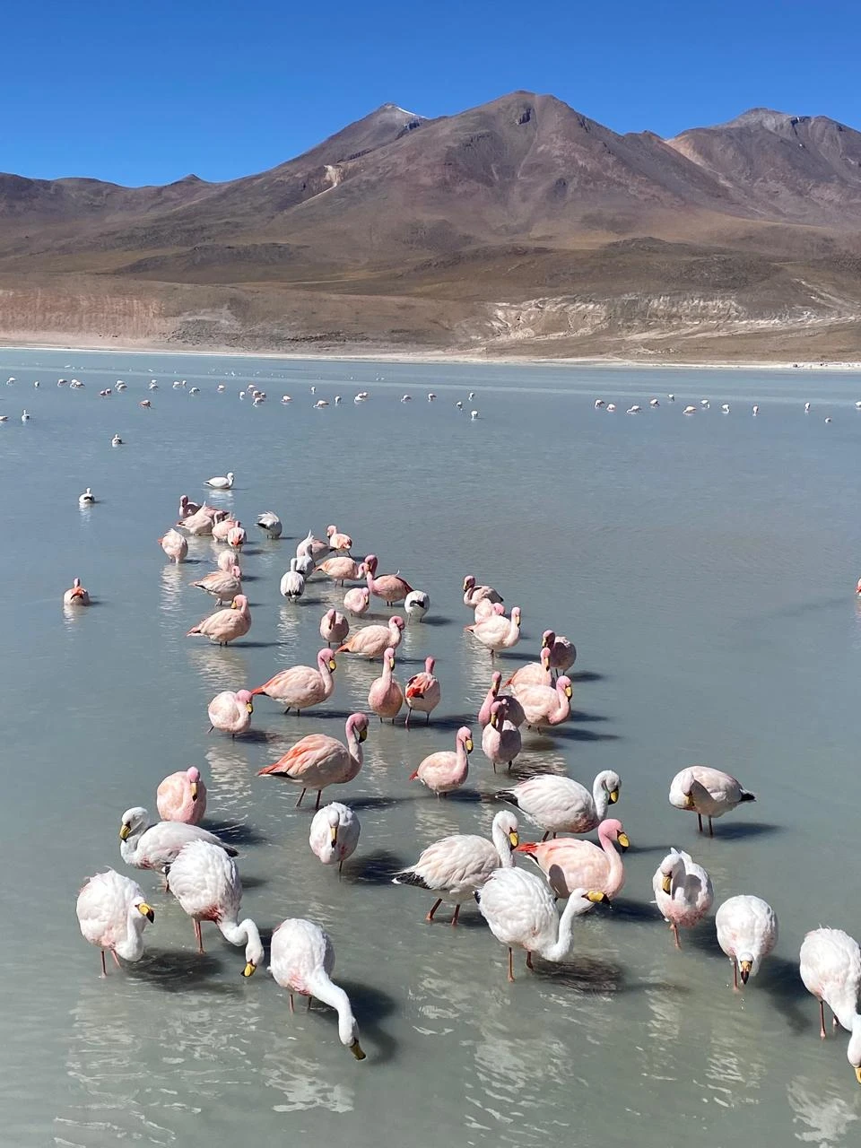 TOUR SALAR DE UYUNI 3 DÍAS | LAGUNAS ALTIPLÁNICAS Y GÉISERES